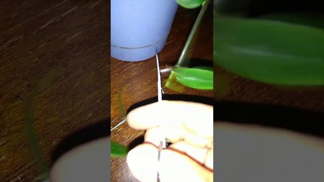 Традесканция зеленая обзор и размножение смотреть онлайн