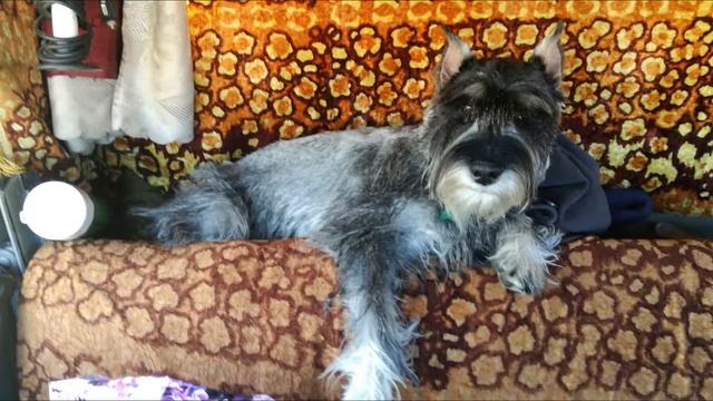 Миттельшнауцер смотреть онлайн