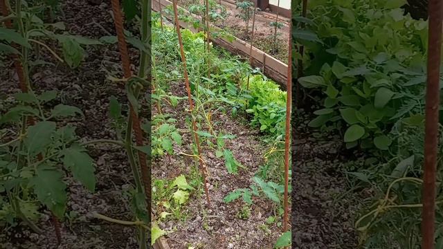 результаты после заморозков. смотреть онлайн
