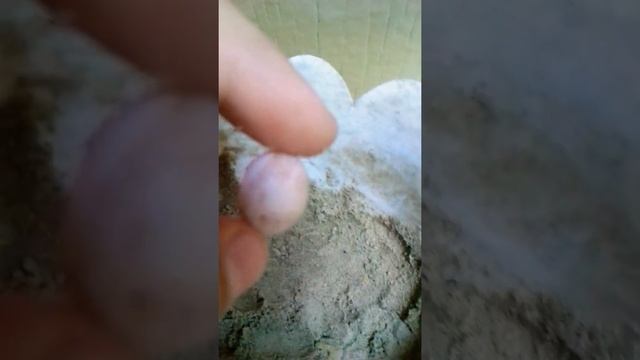 Нашла яйца ящерицы на даче смотреть онлайн