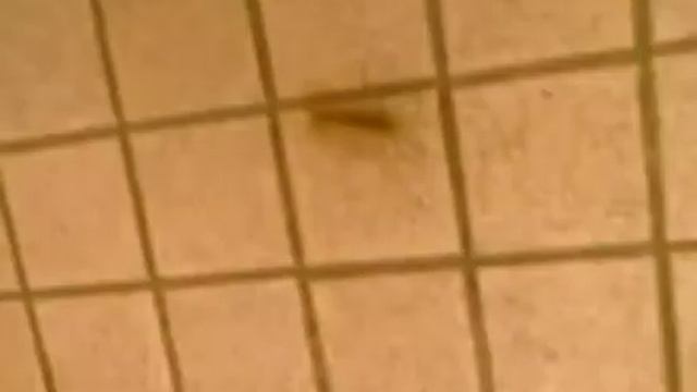 We have all types of critters in this nasty plac смотреть онлайн