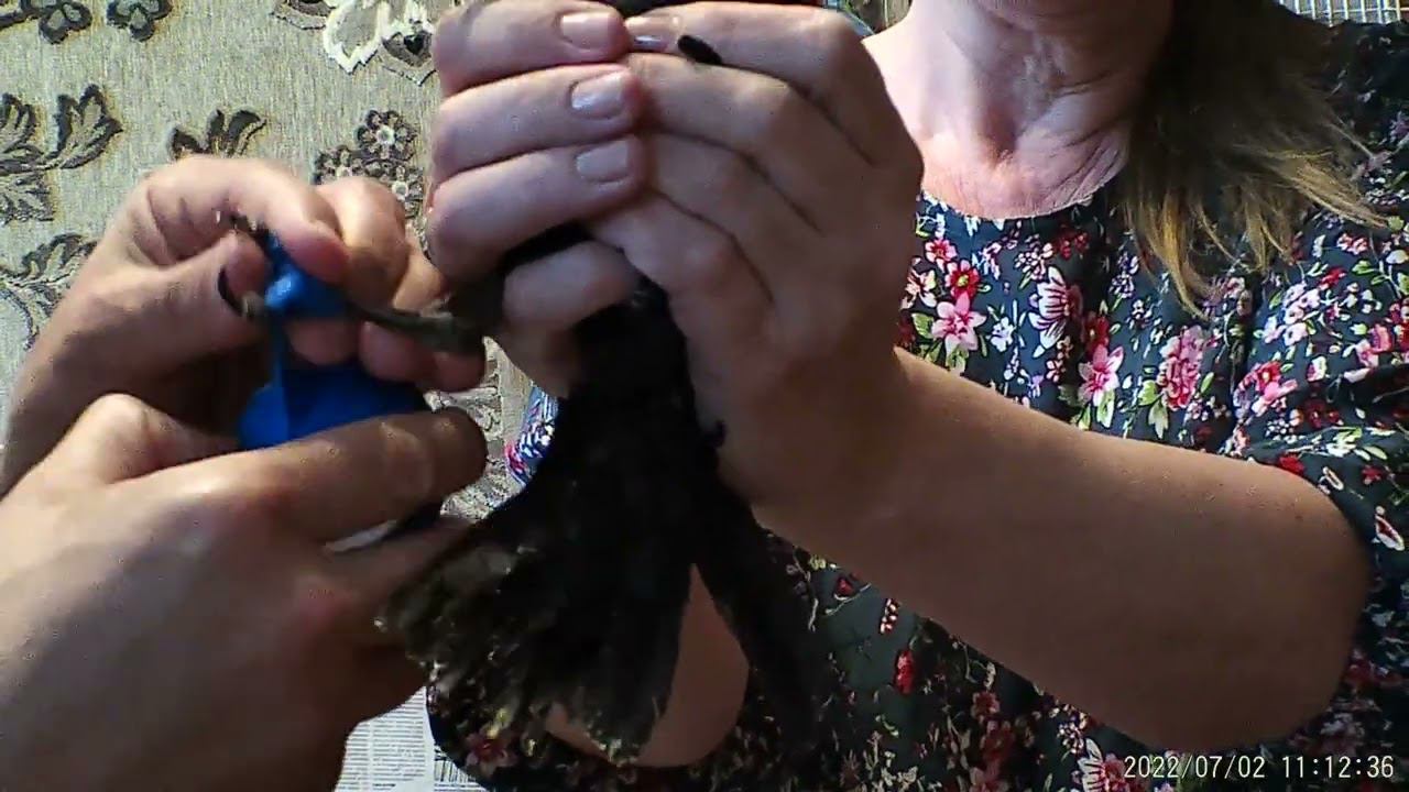 Школа ветврача орнитолога. Делаем фиксирующую повязку на пальцы серой вороне. 29.03.2024 смотреть онлайн