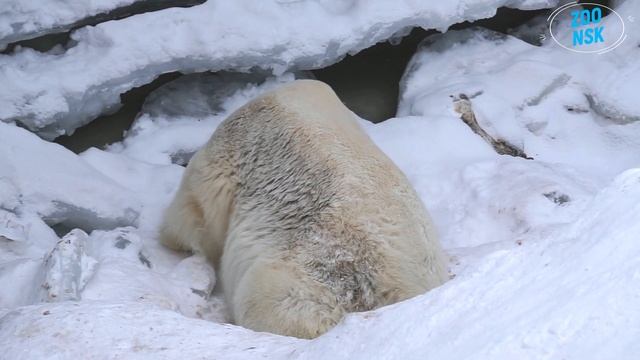 Белый медведь Кай готов принять гостей в любое... свободное от сна время)) смотреть онлайн