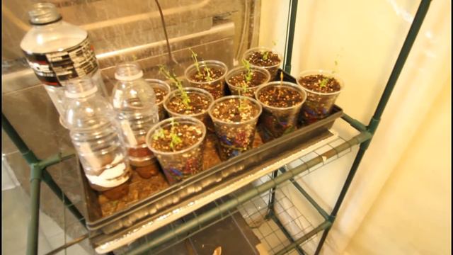 I'm a beginner gardener, what's that look like?