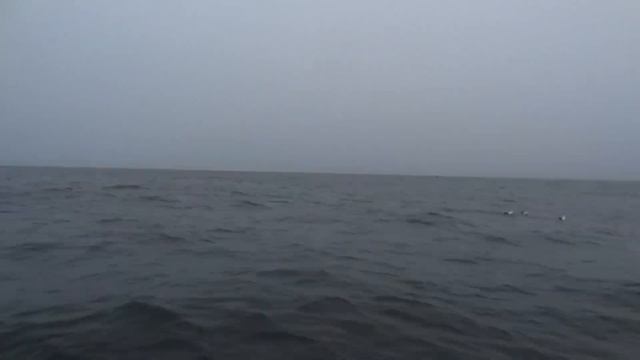 Киты, Баренцево море 2021 ловля трески! Whales Barents Sea! Fishing! смотреть онлайн