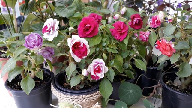 Кичест Импатиенс