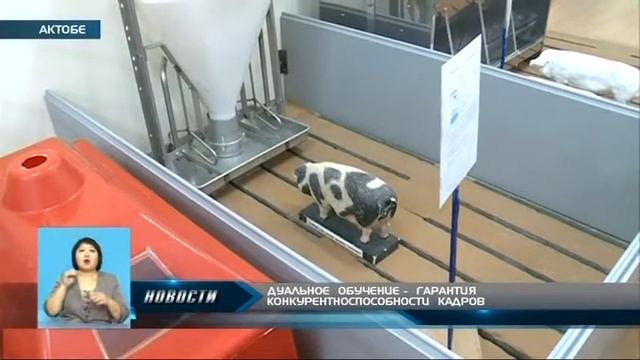 Дуальное обучение гарантия конкурентоспособности кадров (18.11.2015 г.) смотреть онлайн