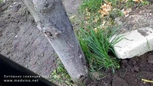 Посадка винограда Юпитер