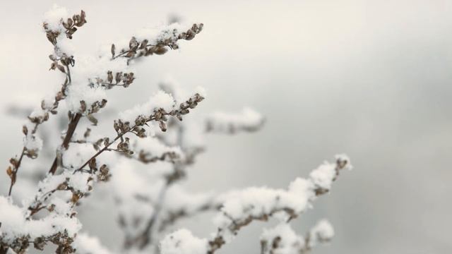 IJF 2018 Community Showcase