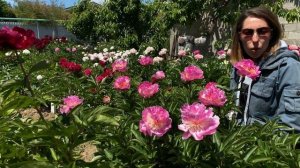 Пионы на любой вкус / Сад Ворошиловой