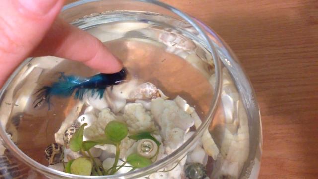 Аквариумный петушок кусается смотреть онлайн