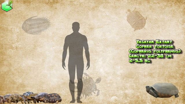 Tortoise Size Comparison Living Extinct смотреть онлайн