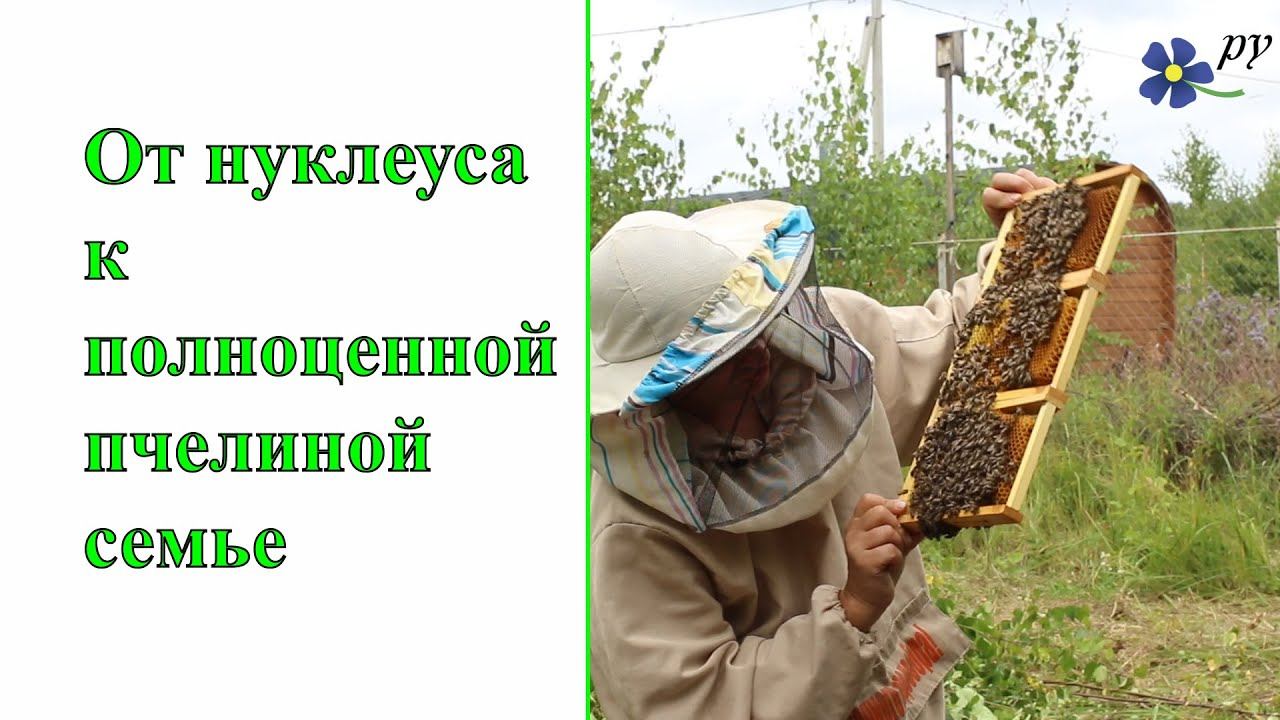 От нуклеуса к полноценной пчелиной семье (Часть 1) смотреть онлайн