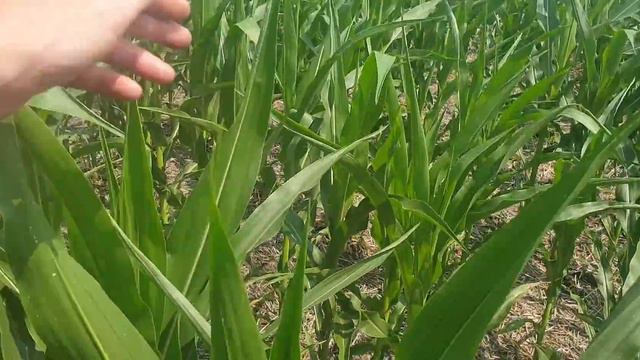 у кого і коли згорить кукурудза смотреть онлайн