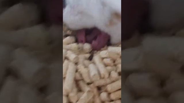 У сестры Тома(Анджелы) родились хомячки😍/примерно 14 штук😉 смотреть онлайн