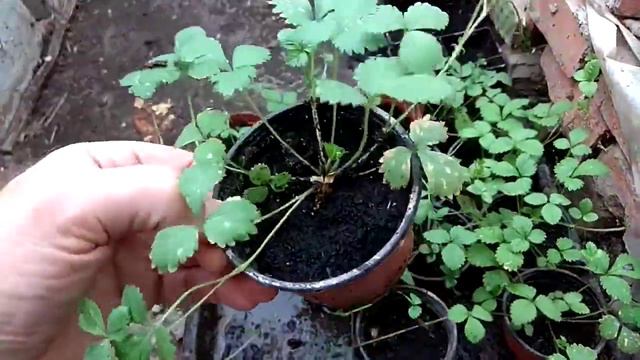 Китайская гигантская клубника привет от Алиэкспресс смотреть онлайн