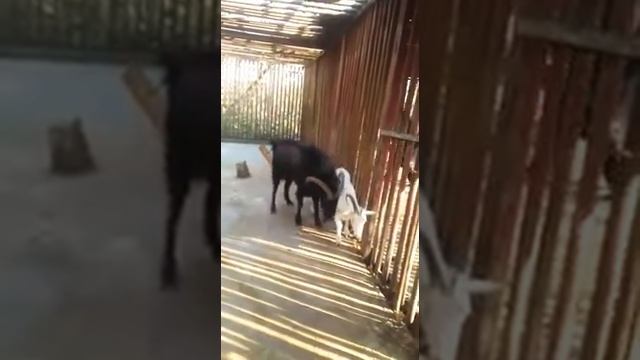 Абхазкий горный козел.