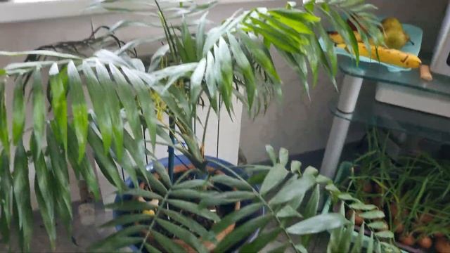 Хамедорея - цветение. Когда цветёт комнатная пальма (Хамедорея)? смотреть онлайн