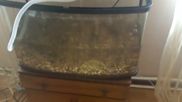 Как правильно чистить дно и стенки аквариума смотреть онлайн