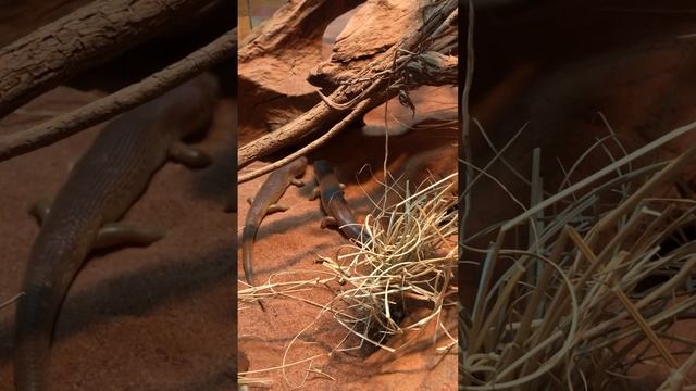 Desert Night Skink Lunchtime смотреть онлайн