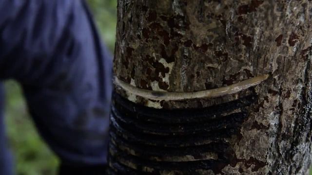Добыча лака из лакового дерева уруси смотреть онлайн