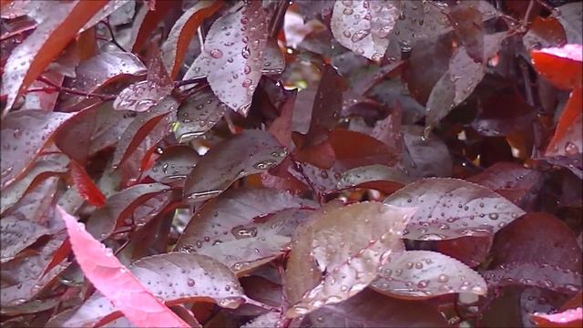 ПОСЛЕ ДОЖДЯ - ХОРОШЕЕ НАСТРОЕНИЕ! смотреть онлайн