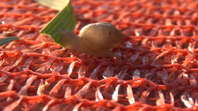 Sony HDR CX400E. Тест. Макросъёмка улитки смотреть онлайн