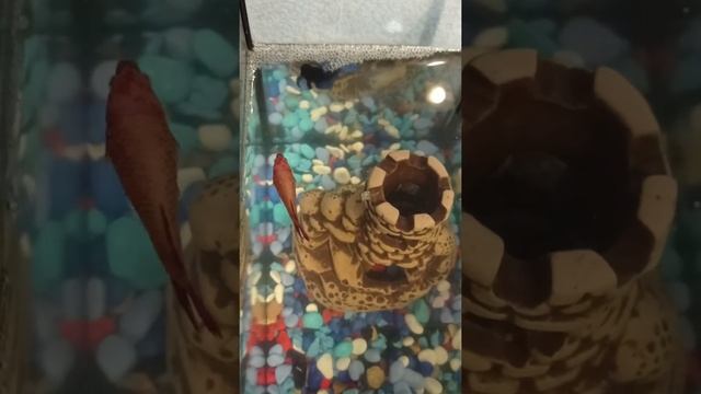 рыба "петушок" ч. 2 #природа #аквариум #рыбки #петушки смотреть онлайн