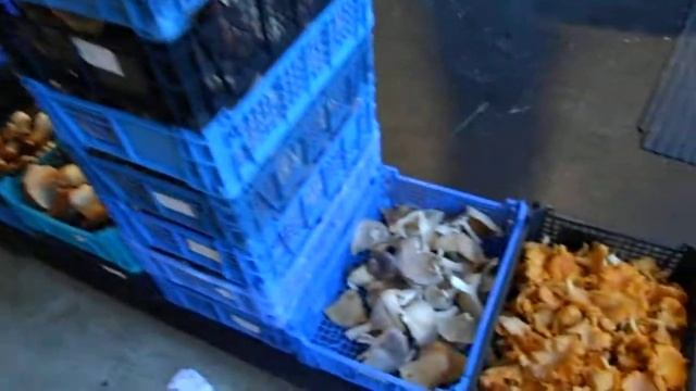 Грибы Суоми. смотреть онлайн