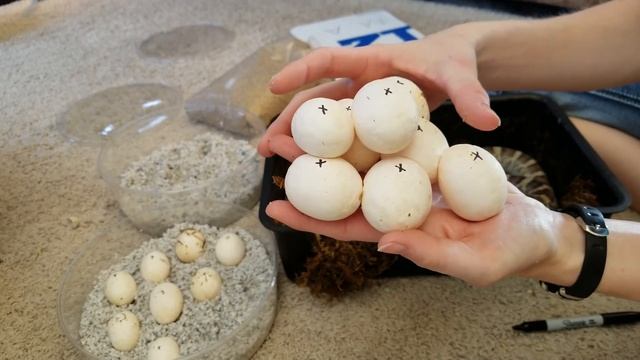 Incubating Bullsnake Eggs- My Worst Experience Ever смотреть онлайн