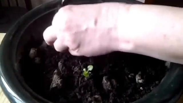 ТОРФЯНЫЕ таблетки с рассадой ПЕТУНИИ (продолжение) смотреть онлайн