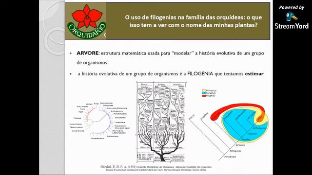 O uso de filogenias na família das orquídeas: o que isso tem a ver com o nome das minhas plantas? смотреть онлайн