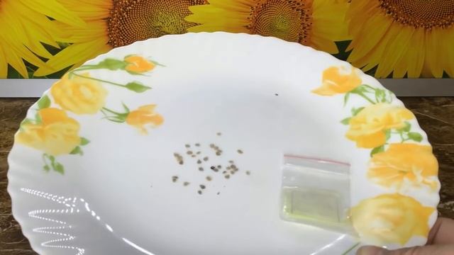 Хлоргексидин. Как протравить семена перед посевом быстро и безопасно? Обработайте Хлоргексидином! смотреть онлайн