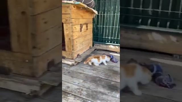 Каракал Маруся взялась воспитать нашего малыша! #каракал #карендаллакян #приютспасименя смотреть онлайн