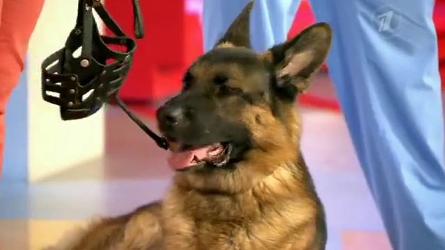 Как отбиться от бродячей собаки. Рекомендации кинолога смотреть онлайн