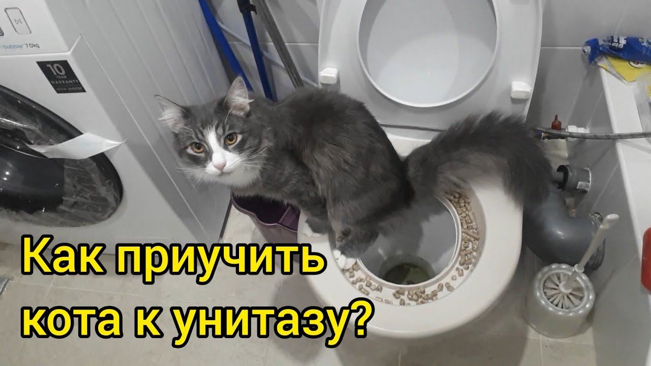 Как приучить кота к унитазу смотреть онлайн
