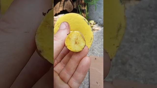 boletus psudosensibilis? mushroom with yellow pores bruise bluish смотреть онлайн