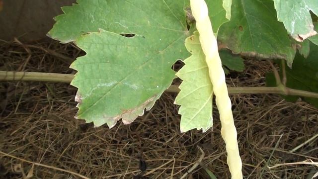 Готовим молодые кусты винограда к зиме смотреть онлайн