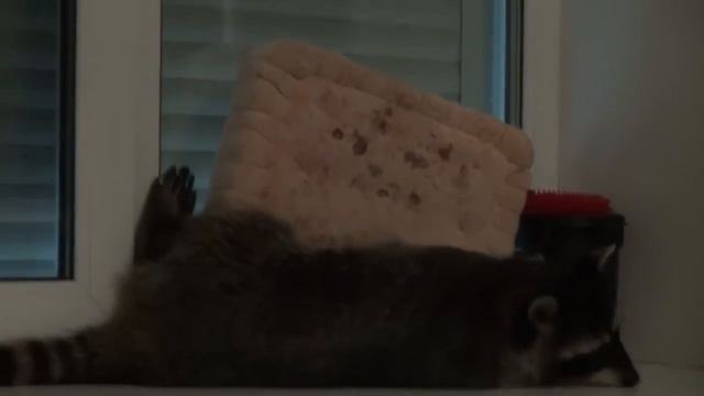 ЕНОТ КОКОС И БОЛЬШАЯ ПЕЧЕНЬКА смотреть онлайн