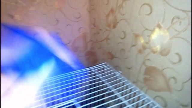 Старенький хомяк смотреть онлайн