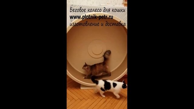 Беговое колесо для кошек. Кототрек-тренажер смотреть онлайн