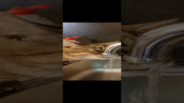 Мои животные