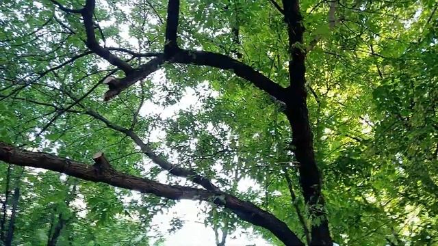 Утопающий в зелени город... Романтическое стихотворение. Зелёный московский дворик смотреть онлайн