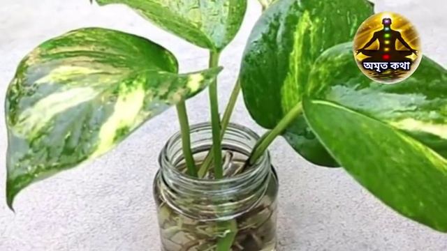 ঘরের ভিতরে এই গাছগুলি রাখলে সৌভাগ্য আসতে বাধ্য - বাস্তুশাস্ত্র смотреть онлайн