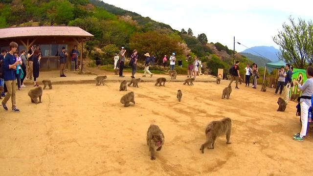 Парк обезьян Арашияма (Monkey park Arashiyama) смотреть онлайн