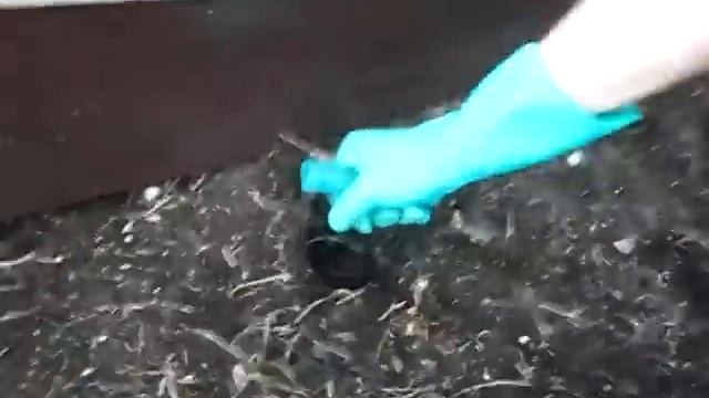 Посадка картофеля в грядки / Planting potatoes in beds смотреть онлайн