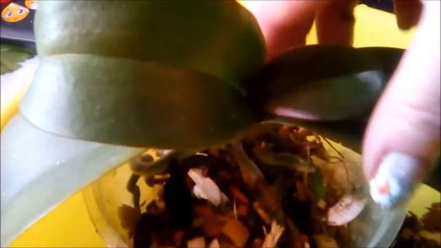 Пересадка орхидеи TAIDA SALI / пилорик. смотреть онлайн