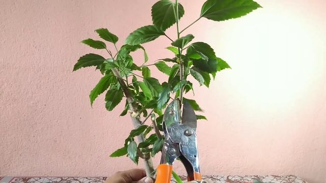 How To Start A Hibiscus Bonsai From Cutting || Grow Hibiscus From Cutting ( Update )