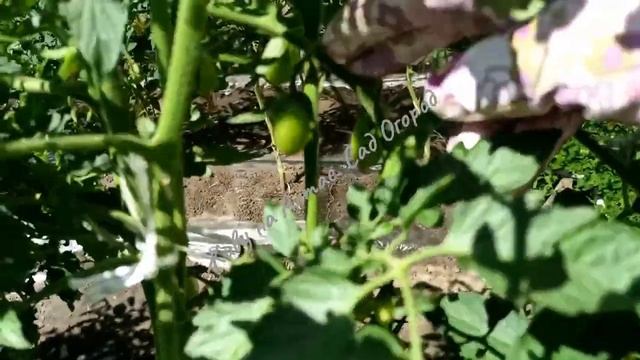 Несмотря на погодные аномалии уже зреют Томаты в открытом грунте на грядках-термосах смотреть онлайн