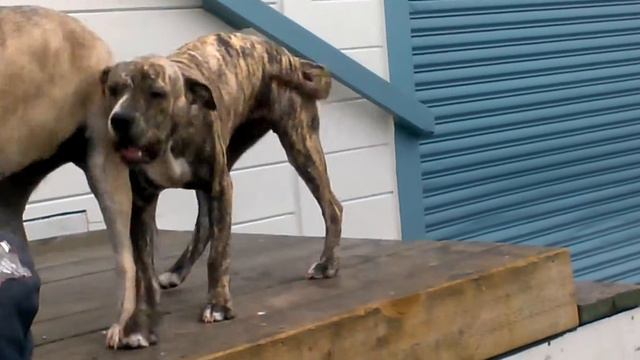 Tsunami & Samara playing on Ink People's Dock смотреть онлайн